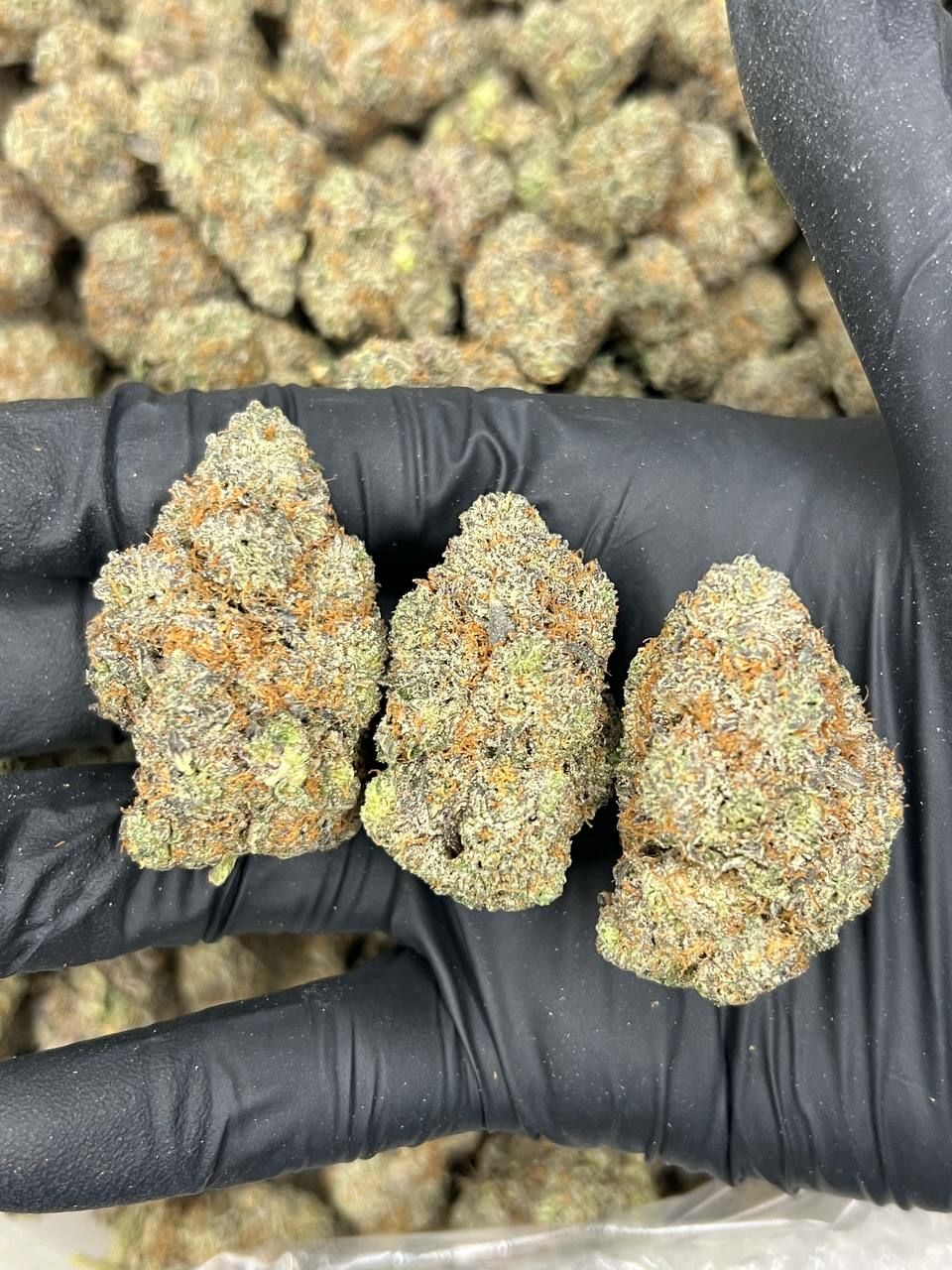 Sherbacio  — Indica available in Los Angeles