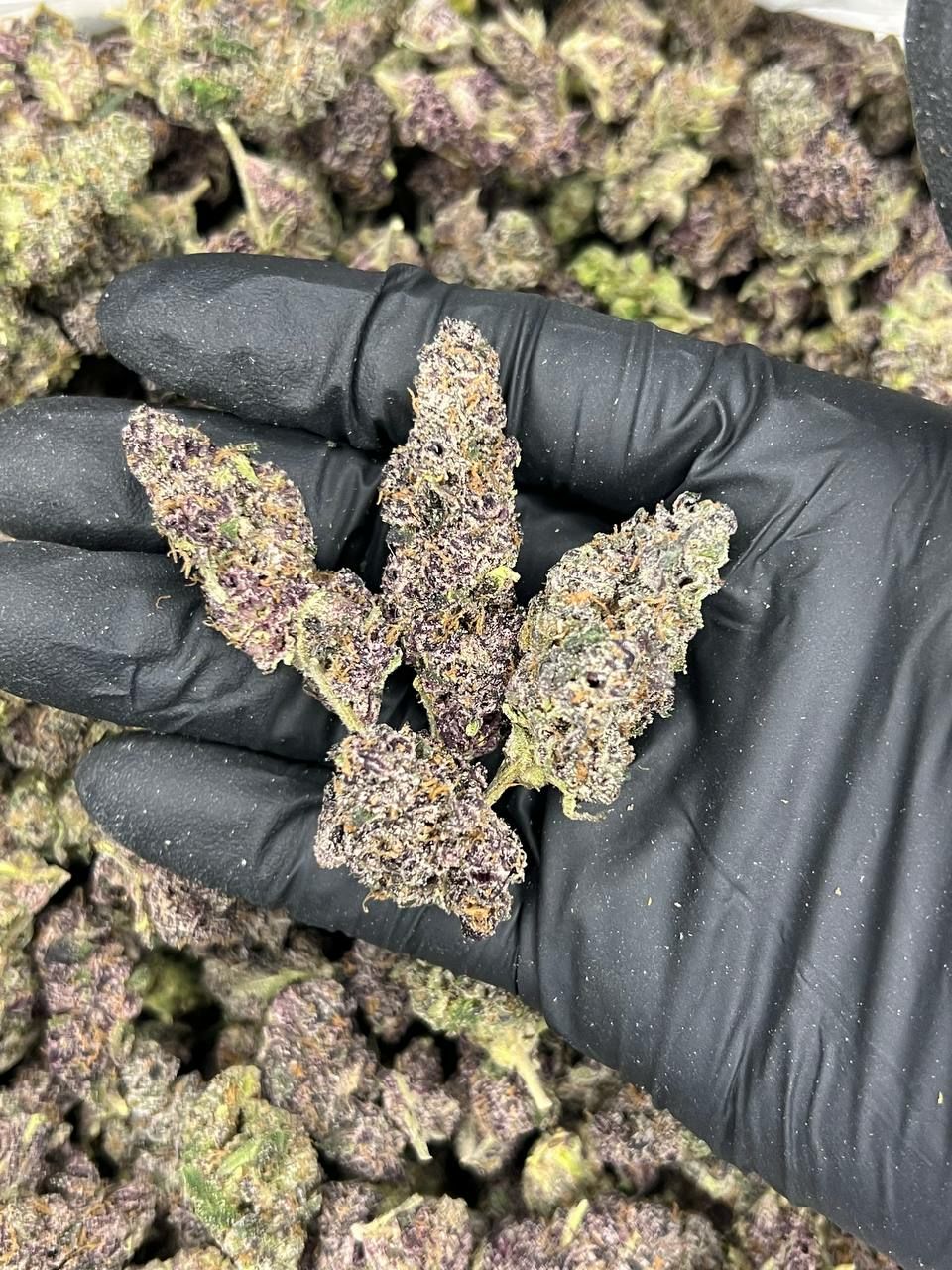 Indoor Pink Runtz  — Hybrid available in Los Angeles