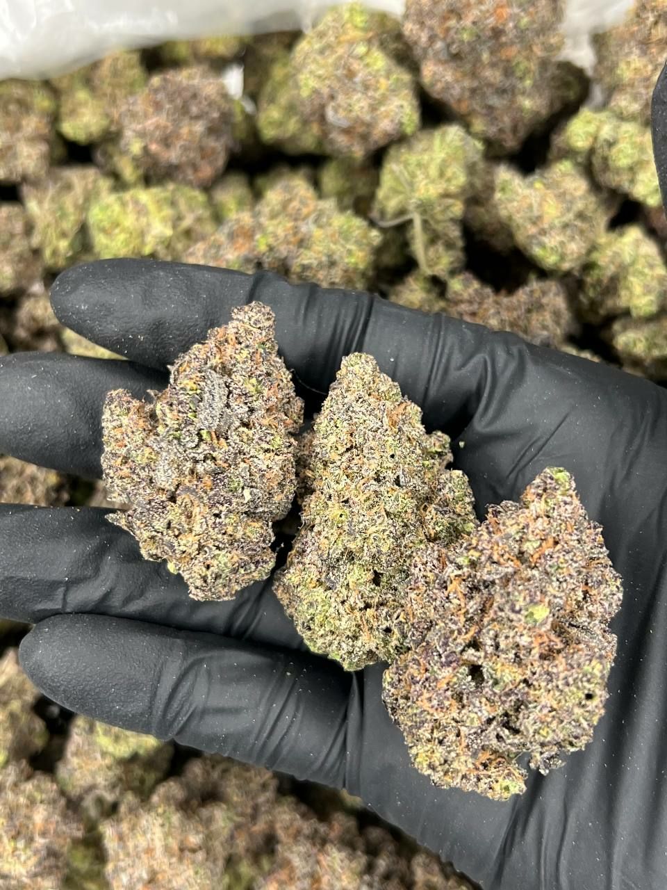 FUTURE LATO  — Indica available in Los Angeles