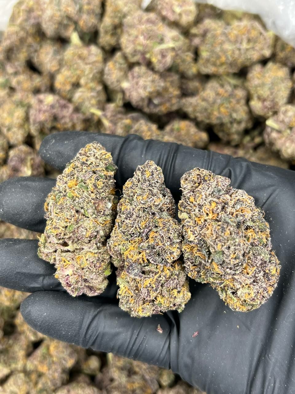 Starburst — Hybrid available in Los Angeles
