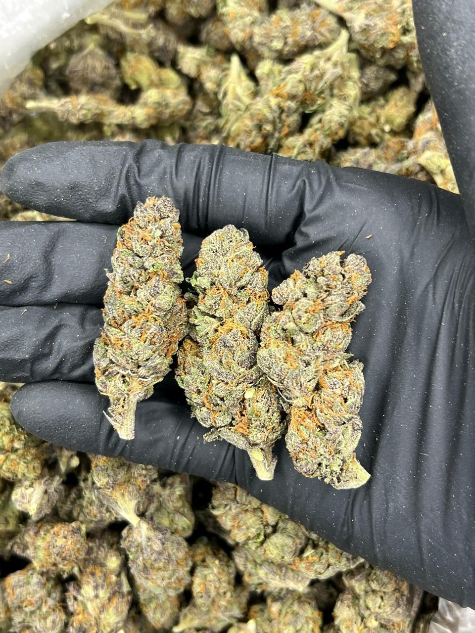 Pancakes  — Indica available in Los Angeles