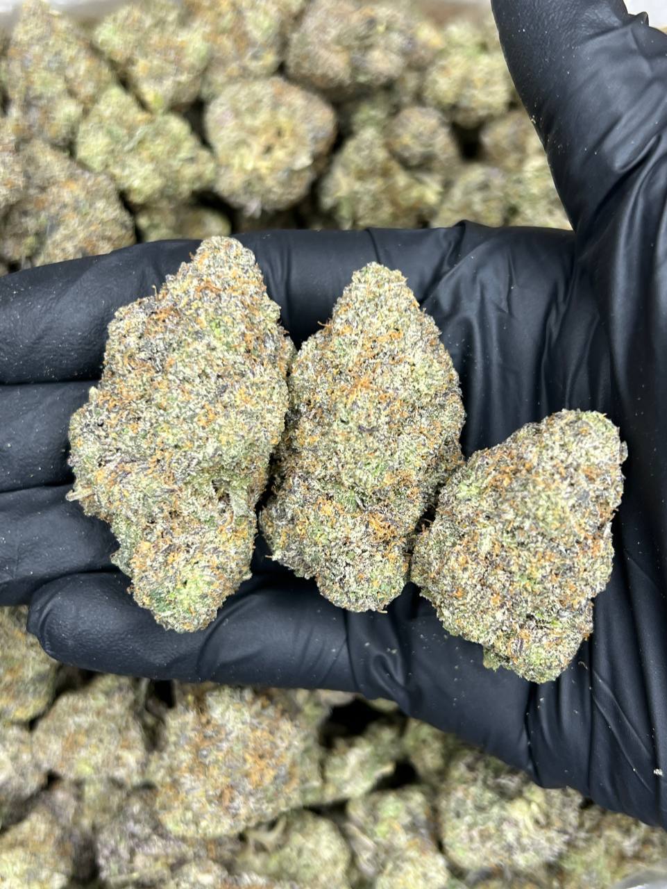 Italian ICE  — Indica available in Los Angeles