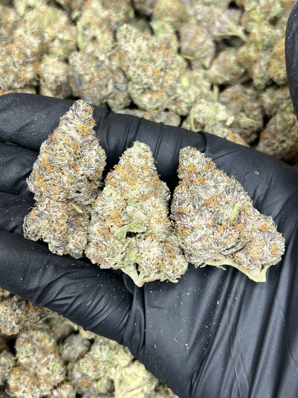 Bacio Gelato  — Indica available in Los Angeles