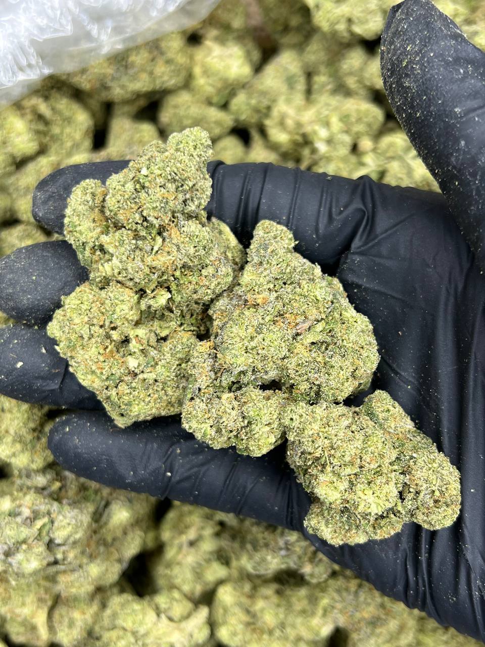 Lato Cream — Indica available in Los Angeles