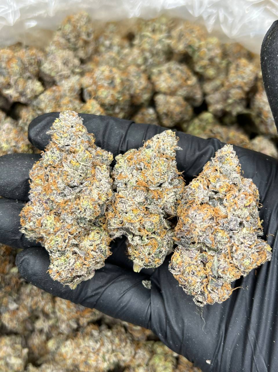 LA CONFIDENTIAL — Indica available in Los Angeles