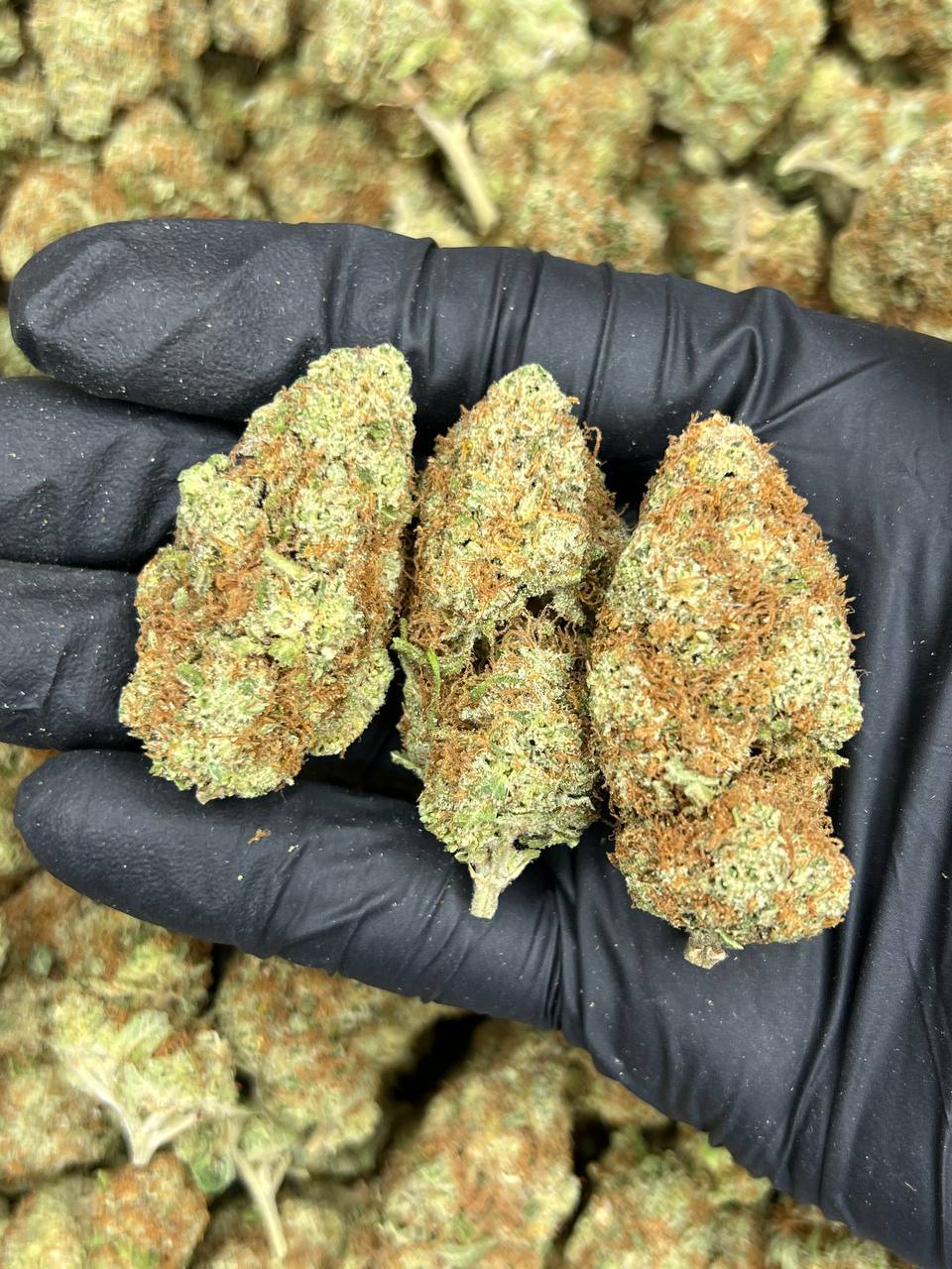Indoor XXX OG  — Indica available in Los Angeles