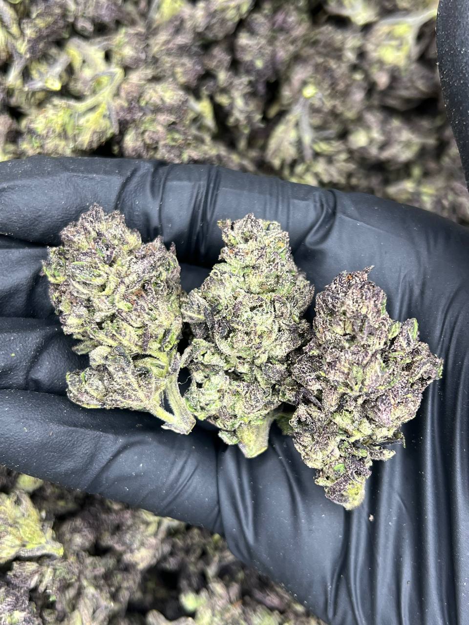 TRIPLE AAA Tropicana Cookies — Sativa available in Los Angeles