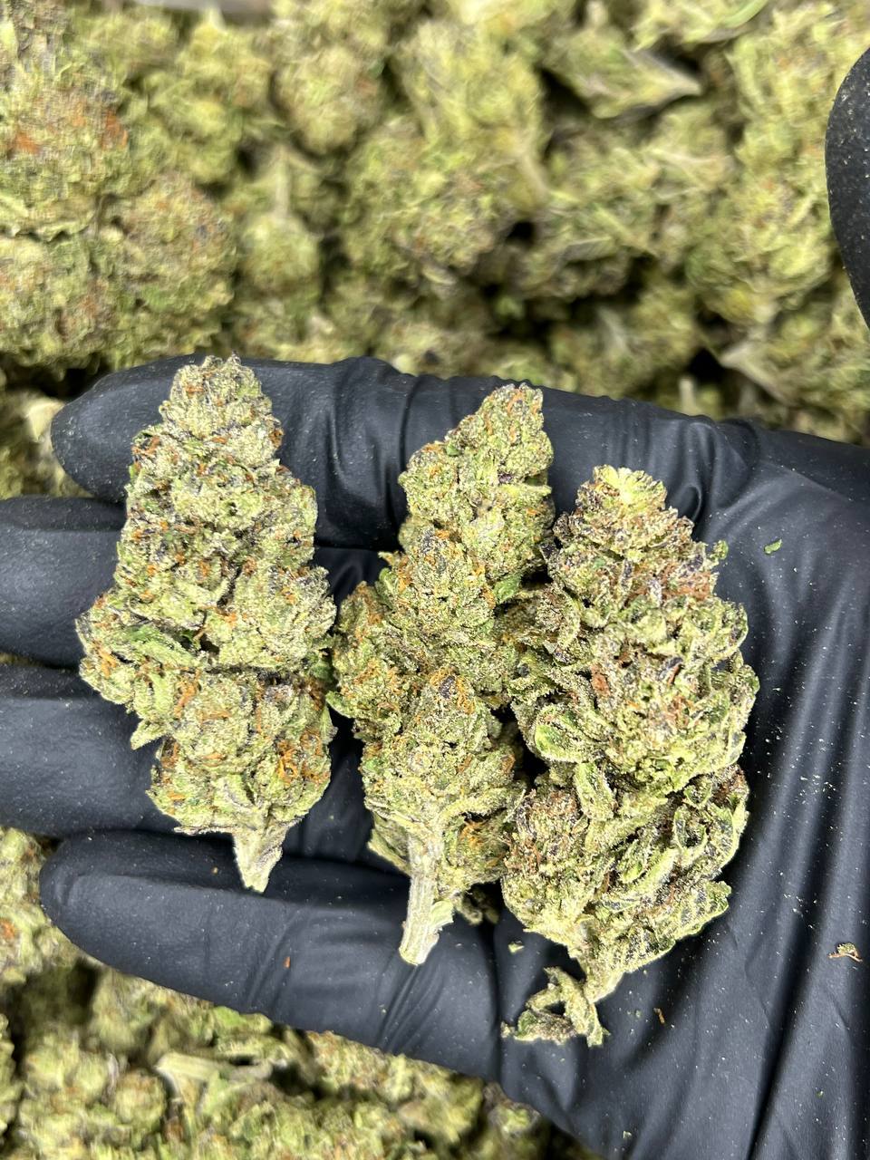 TRIPLE AAA Birthday Cake — Indica available in Los Angeles