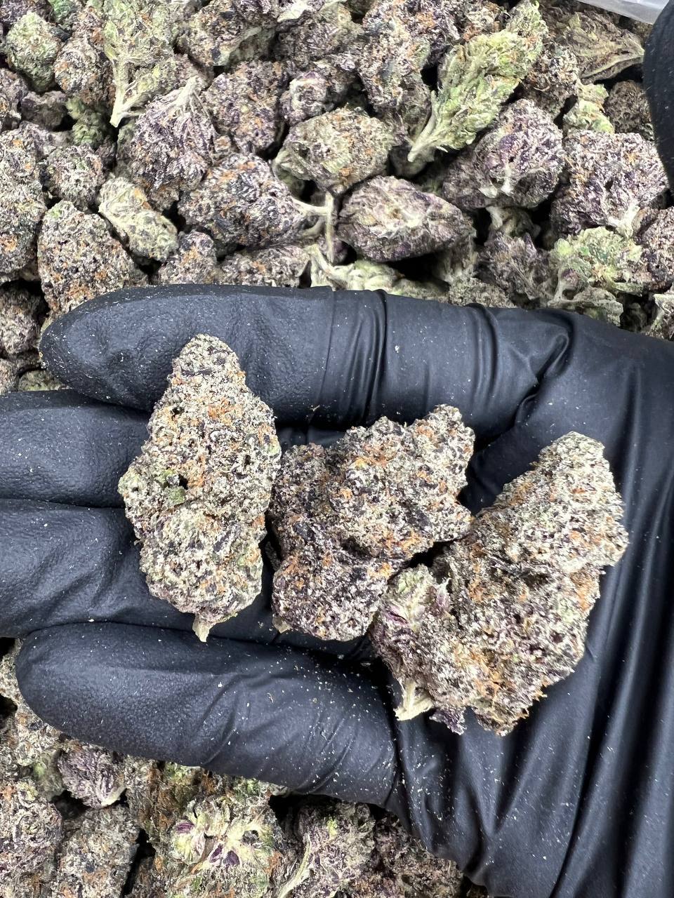 Pink Rozay  — Indica available in Los Angeles