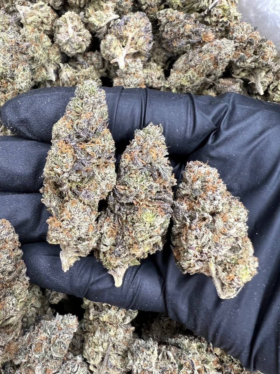Indoor Mendocino — Indica available in Los Angeles