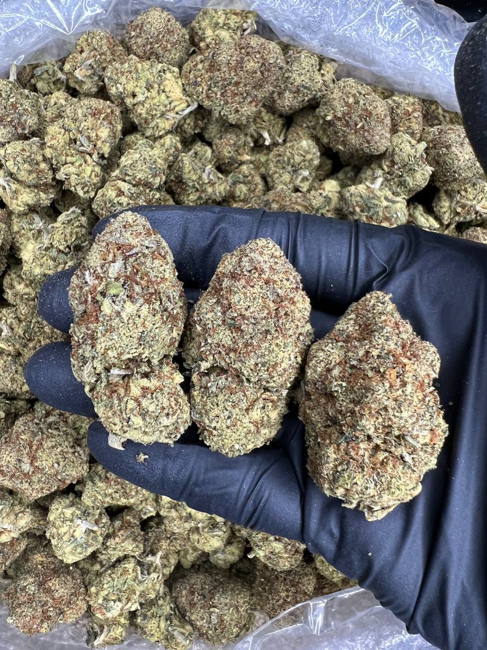 Indoor MotorBreath  — Indica available in Los Angeles