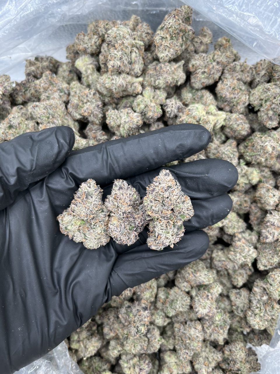 Warheadz  — Sativa available in Los Angeles
