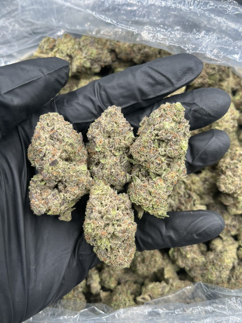 Icy Pop π§ π β Indica available in Los Angeles