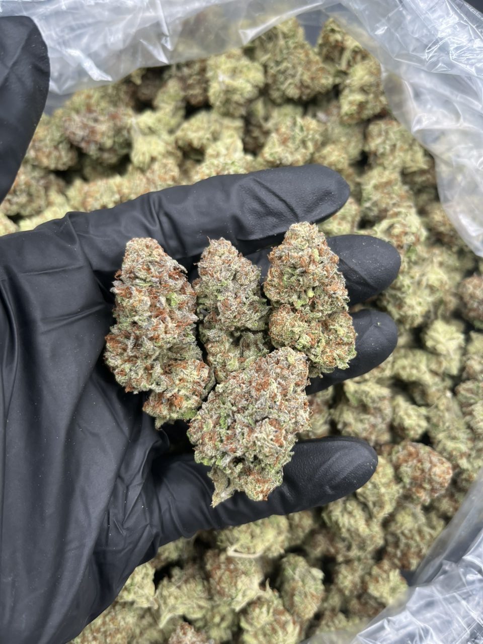Red Cherry Apple 🍒 🍎  — Hybrid available in Los Angeles