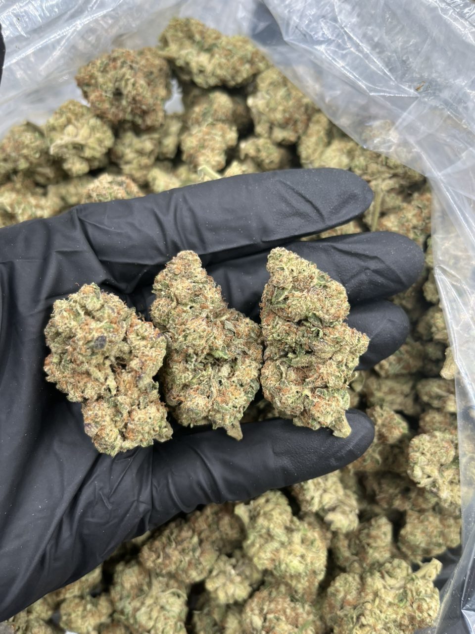 Guava Gas ⛽️   — Sativa available in Los Angeles