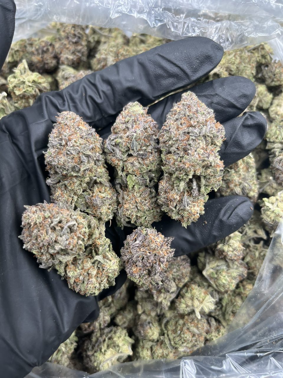 Caramel flan 🍮 — Indica available in Los Angeles