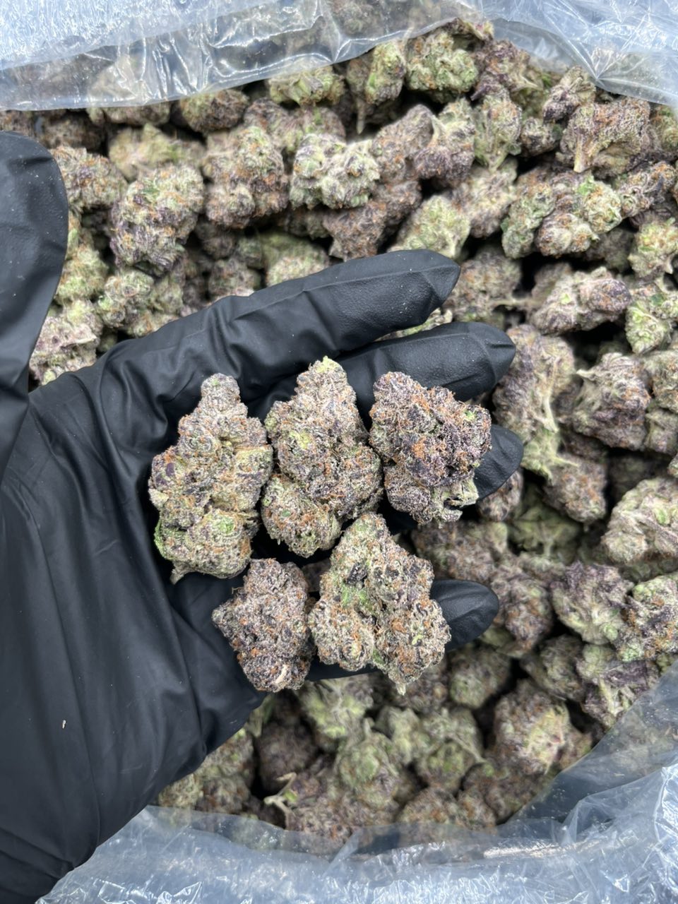 Tropical Cherries 🍭 🍒  — Hybrid available in Los Angeles
