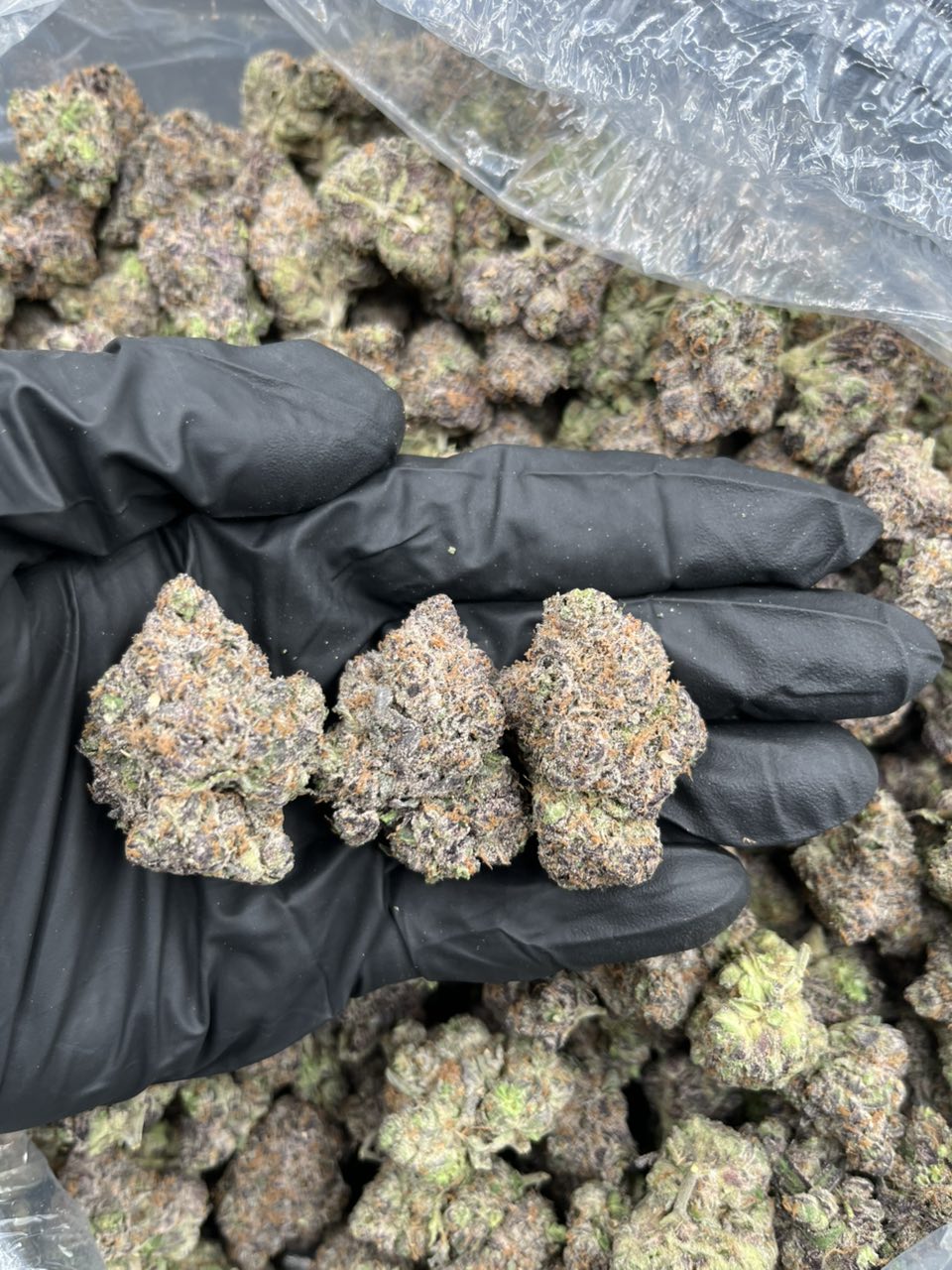 Frosted Grapes 🍇 🍭  — Hybrid available in Los Angeles