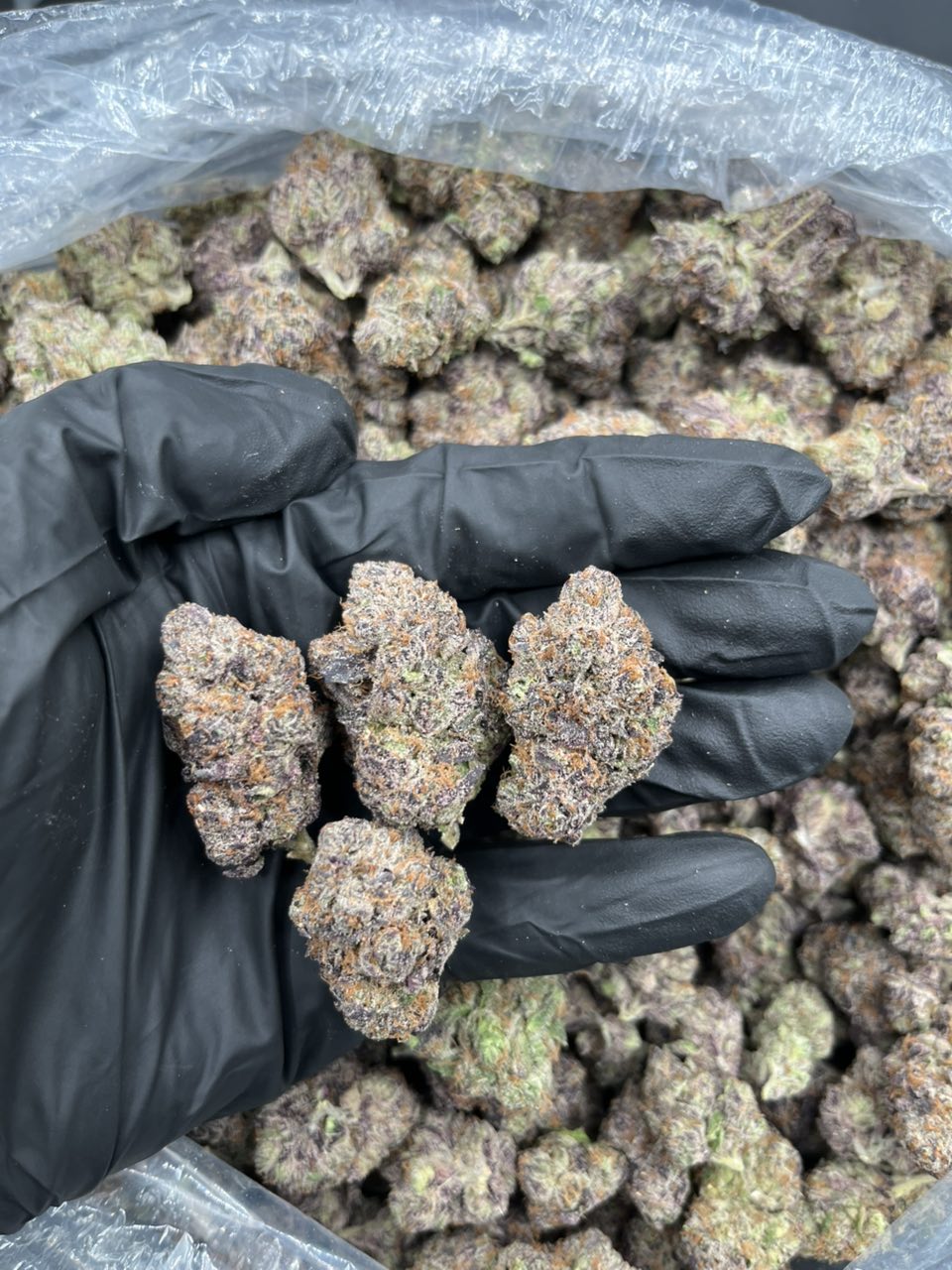 Strawberry Gumball π π β Hybrid available in Los Angeles