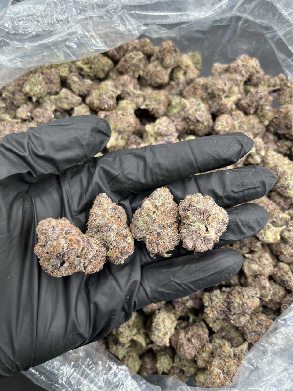 Hi-Chew 🍭  — Hybrid available in Los Angeles