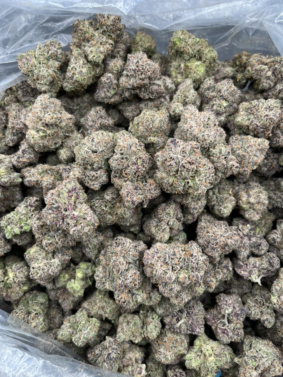 After Dark Lemon 🍋 — Hybrid available in Los Angeles