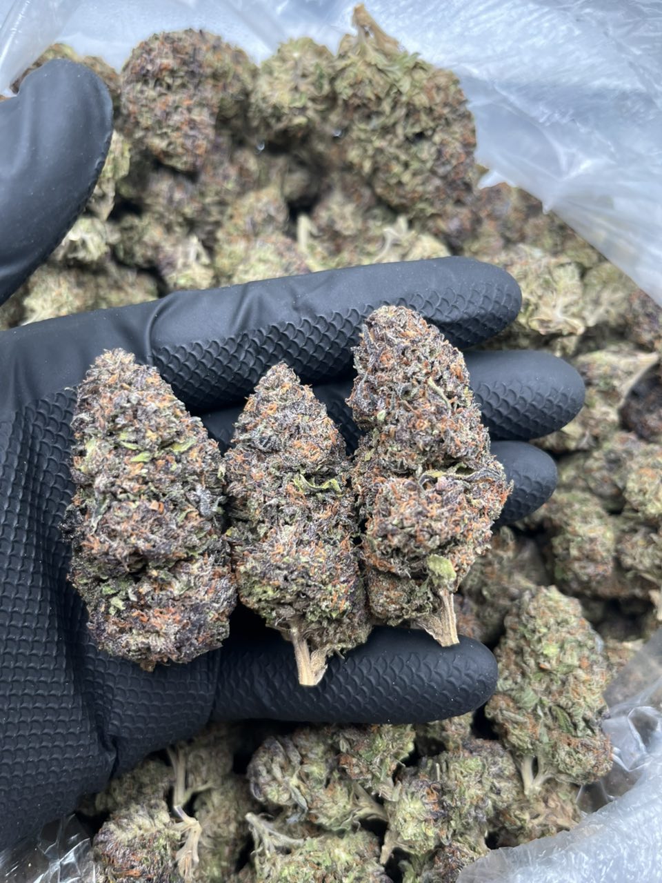 Cherry Bacio ๐ โฝ๏ธ โ Indica available in Los Angeles