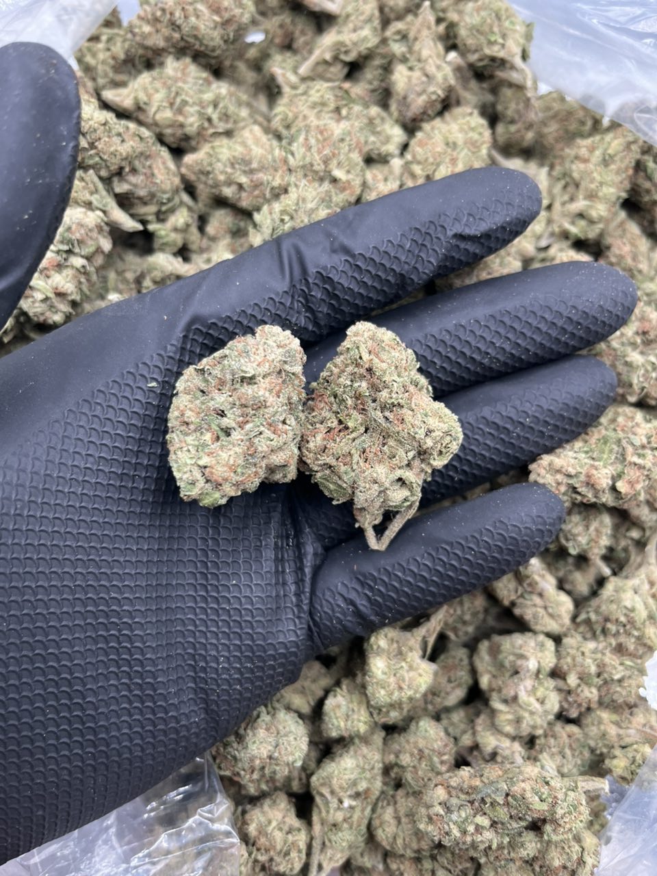 Super LCG 🍭 — Hybrid available in Los Angeles
