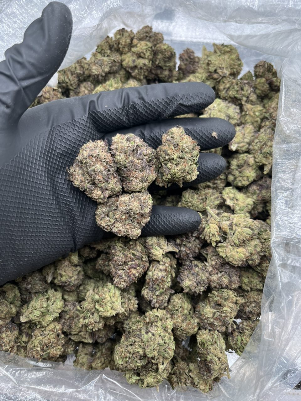 Super Candy (Light Assist) — Hybrid available in Los Angeles