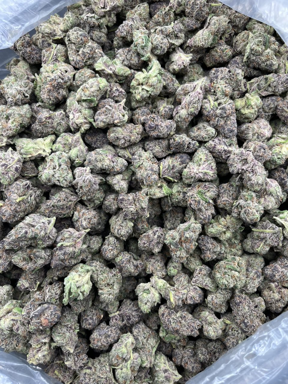 Rainbow Runtz 🍭 — Hybrid available in Los Angeles