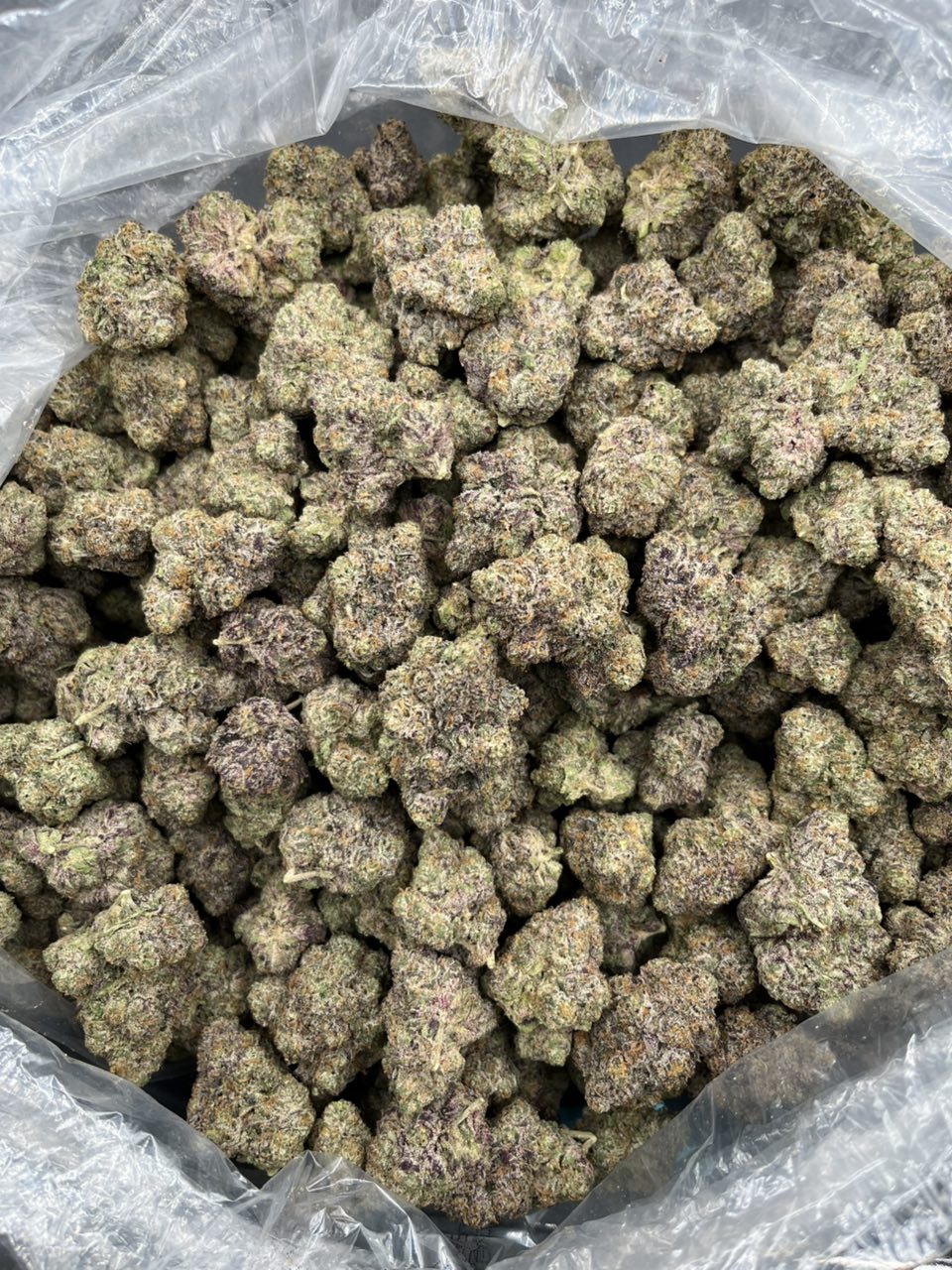 41 x Motorbreath ⛽️ — Hybrid available in Los Angeles