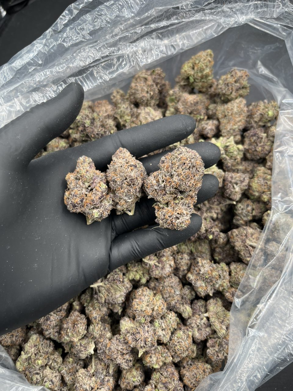 Platinum Lemon 🍋 🍭 — Sativa available in Los Angeles