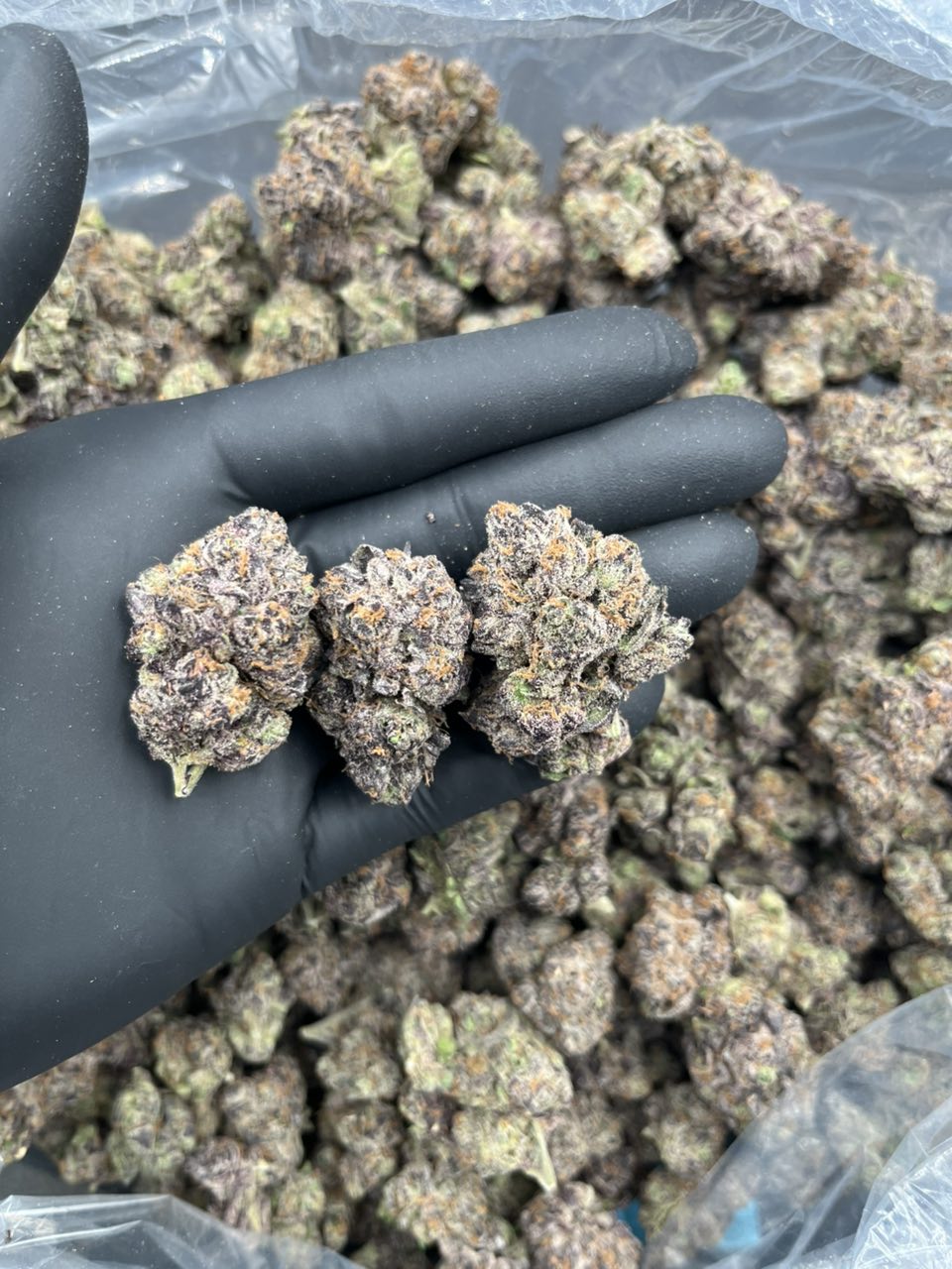 Fish Scale 🐠 🍭 — Hybrid available in Los Angeles