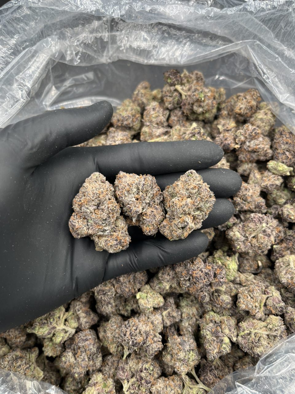 Crypto Candy 💸 🍭 — Hybrid available in Los Angeles