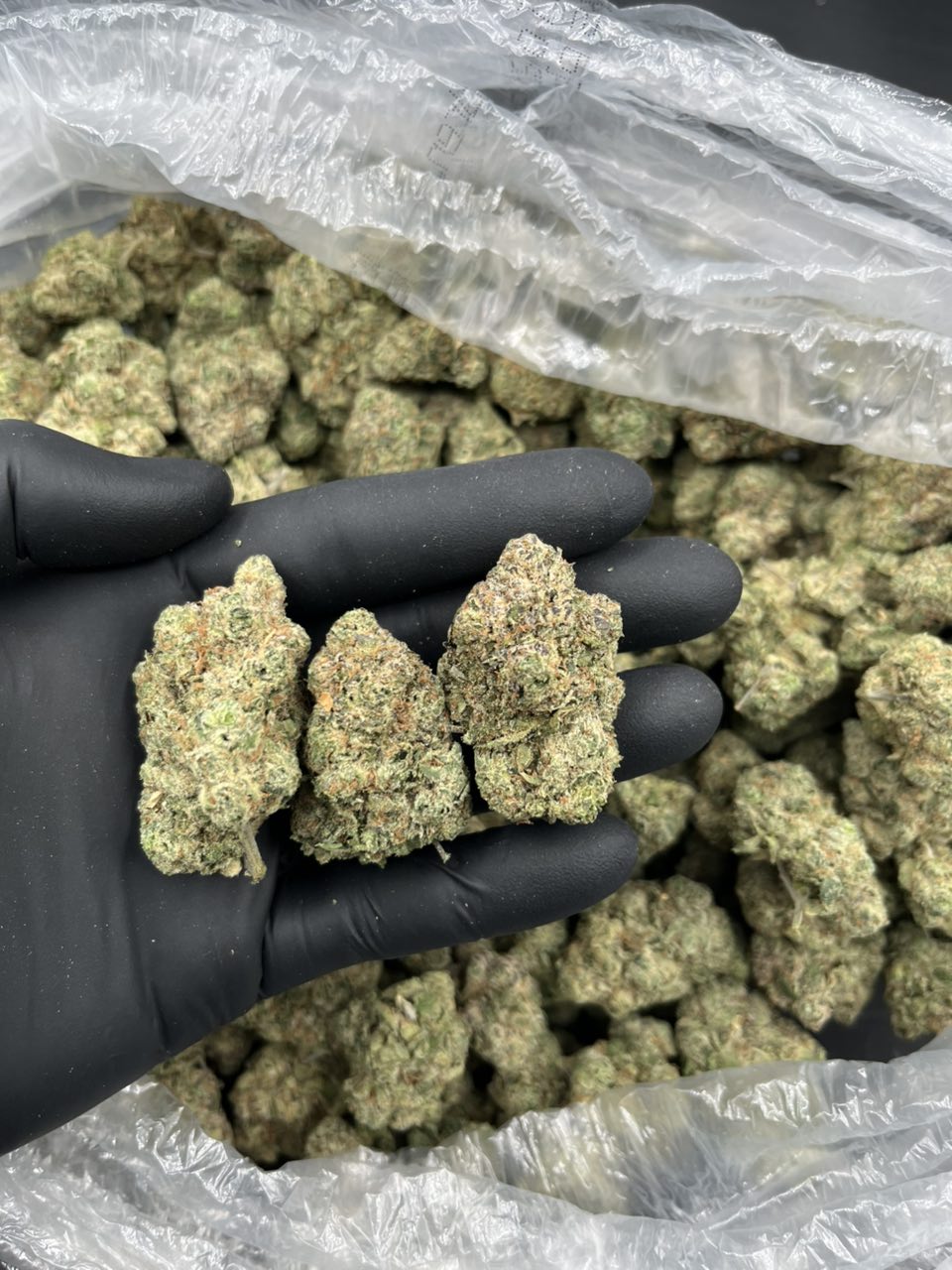 Lemon Drop 🍋 🍭 — Sativa available in Los Angeles