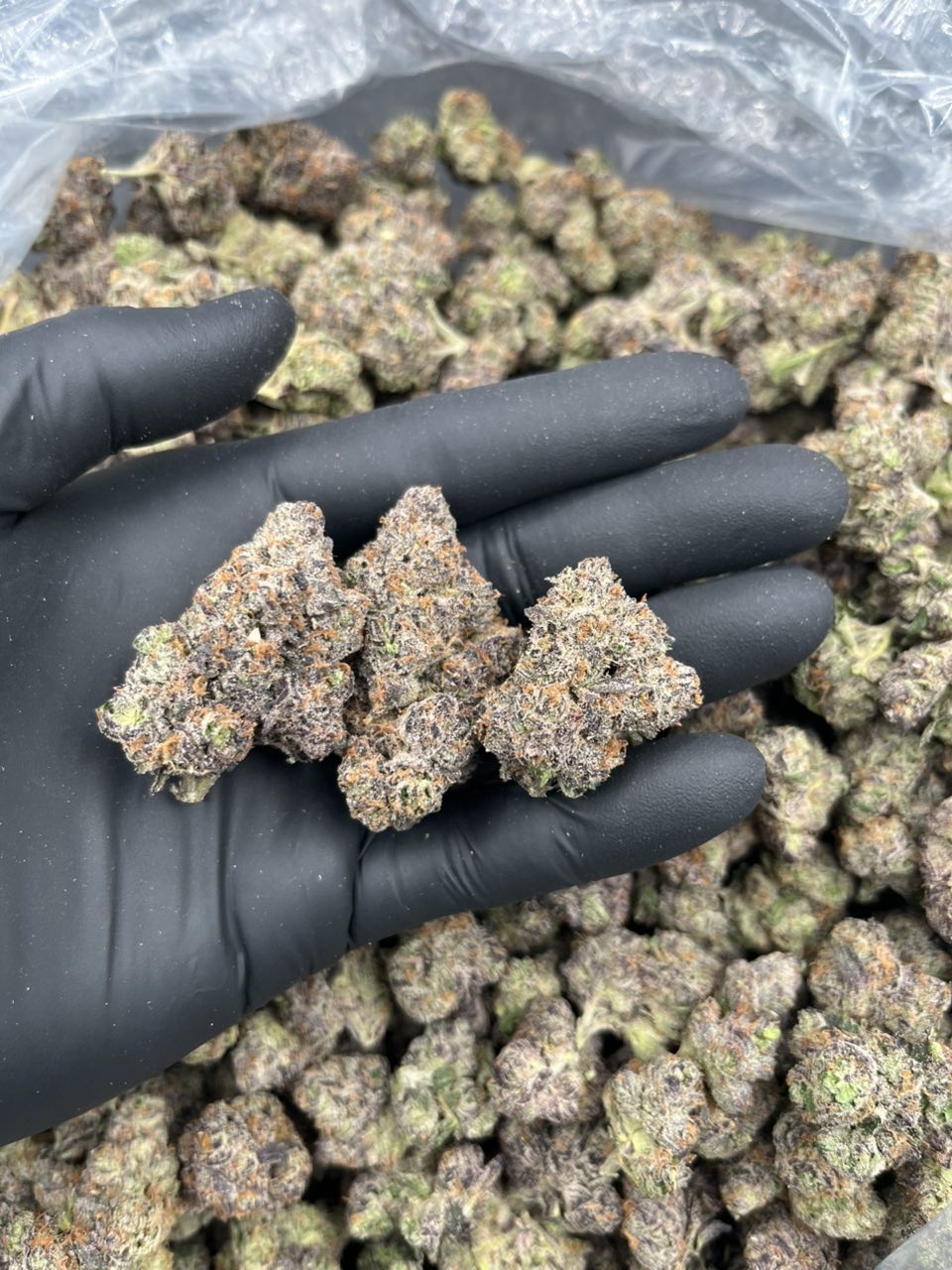 Blue Gotti 🍭 — Hybrid available in Los Angeles