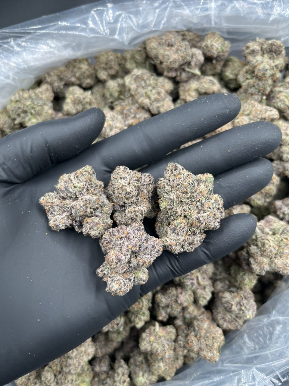 Lifesavers 🍭 — Hybrid available in Los Angeles