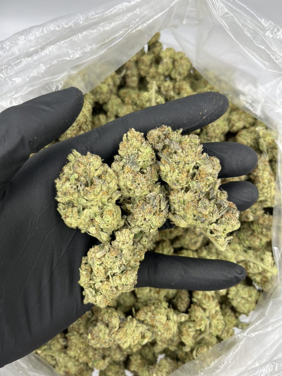 Purple GMO ⛽️ — Indica available in Los Angeles