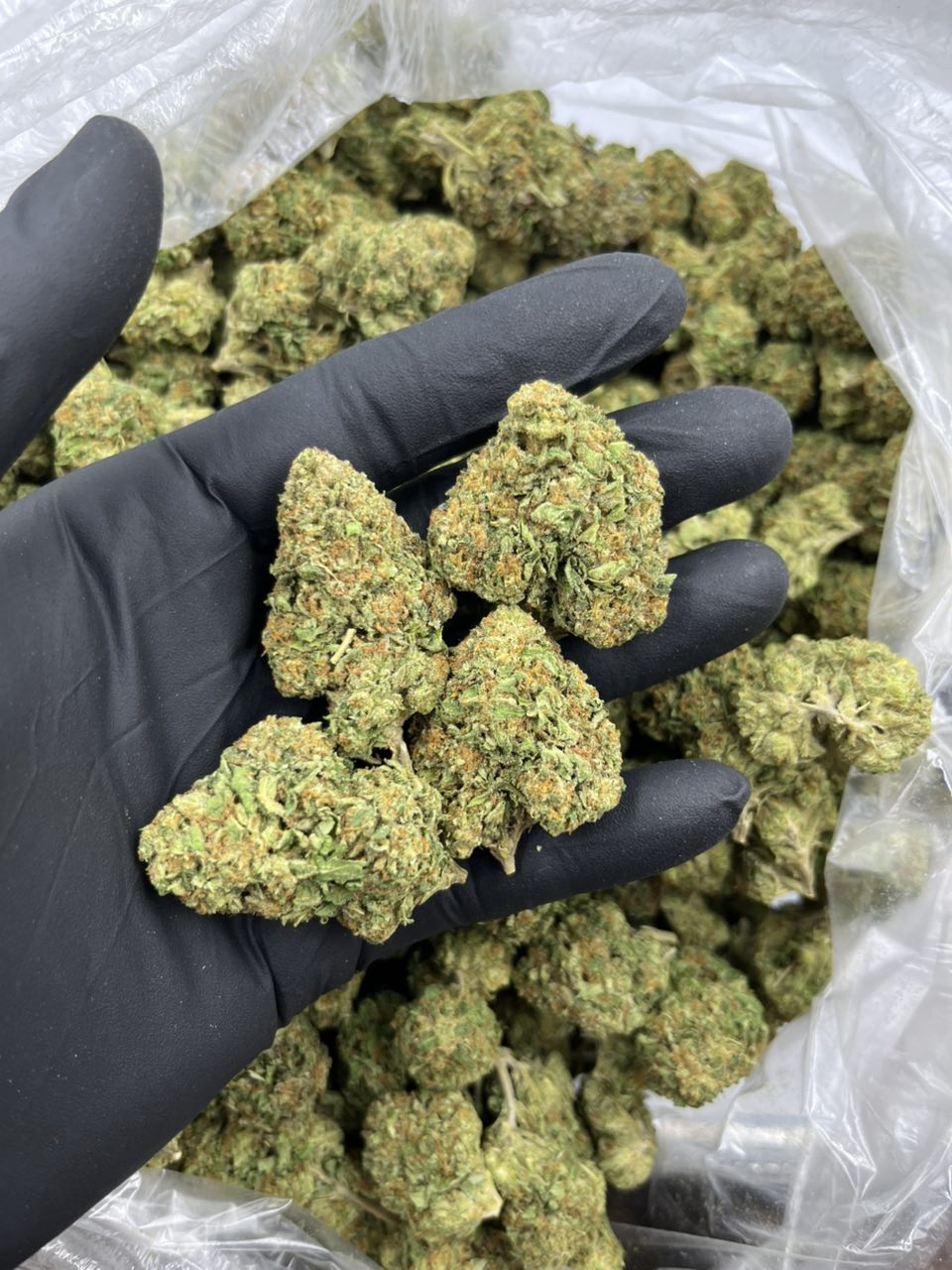 41 Cherries 🍒 ⛽️ — Hybrid available in Los Angeles