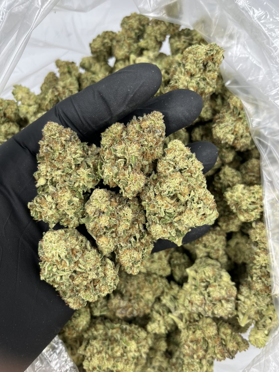 Pinacolada 🍍 🍹 — Sativa available in Los Angeles