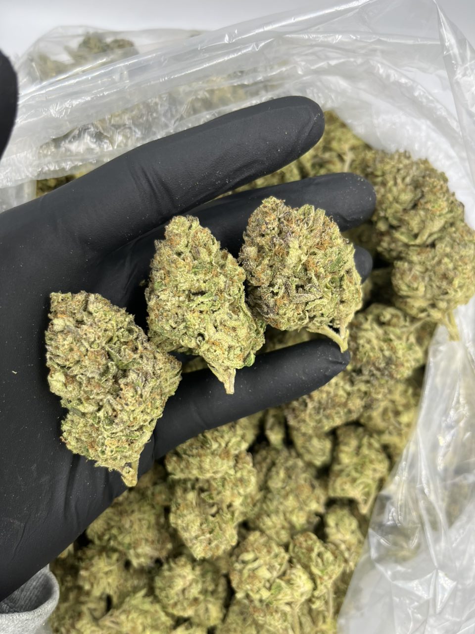 Candy Pop 🍭🍿 — Hybrid available in Los Angeles