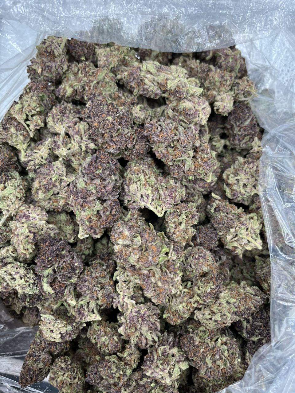 Purple Dino 🦖 — Hybrid available in Los Angeles
