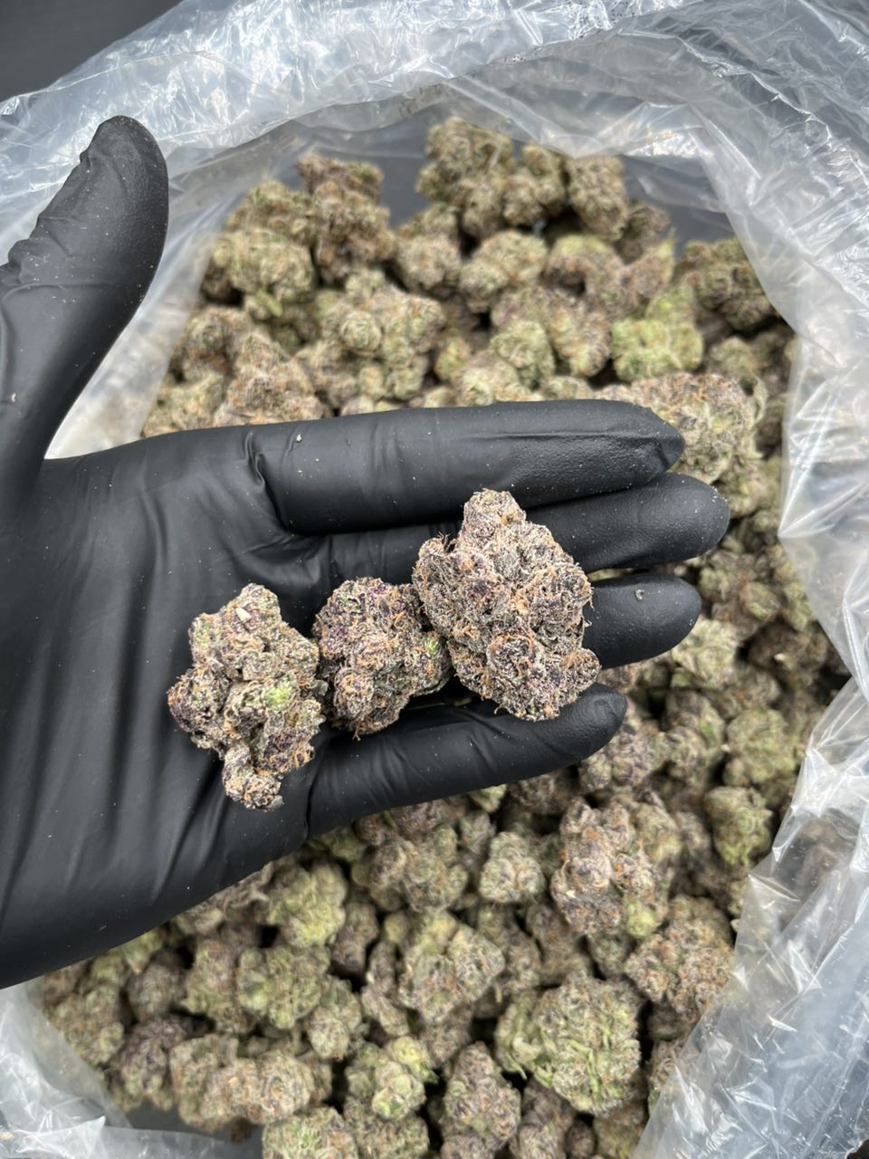 Cherry Haribo 🍒 🍭  — Hybrid available in Los Angeles