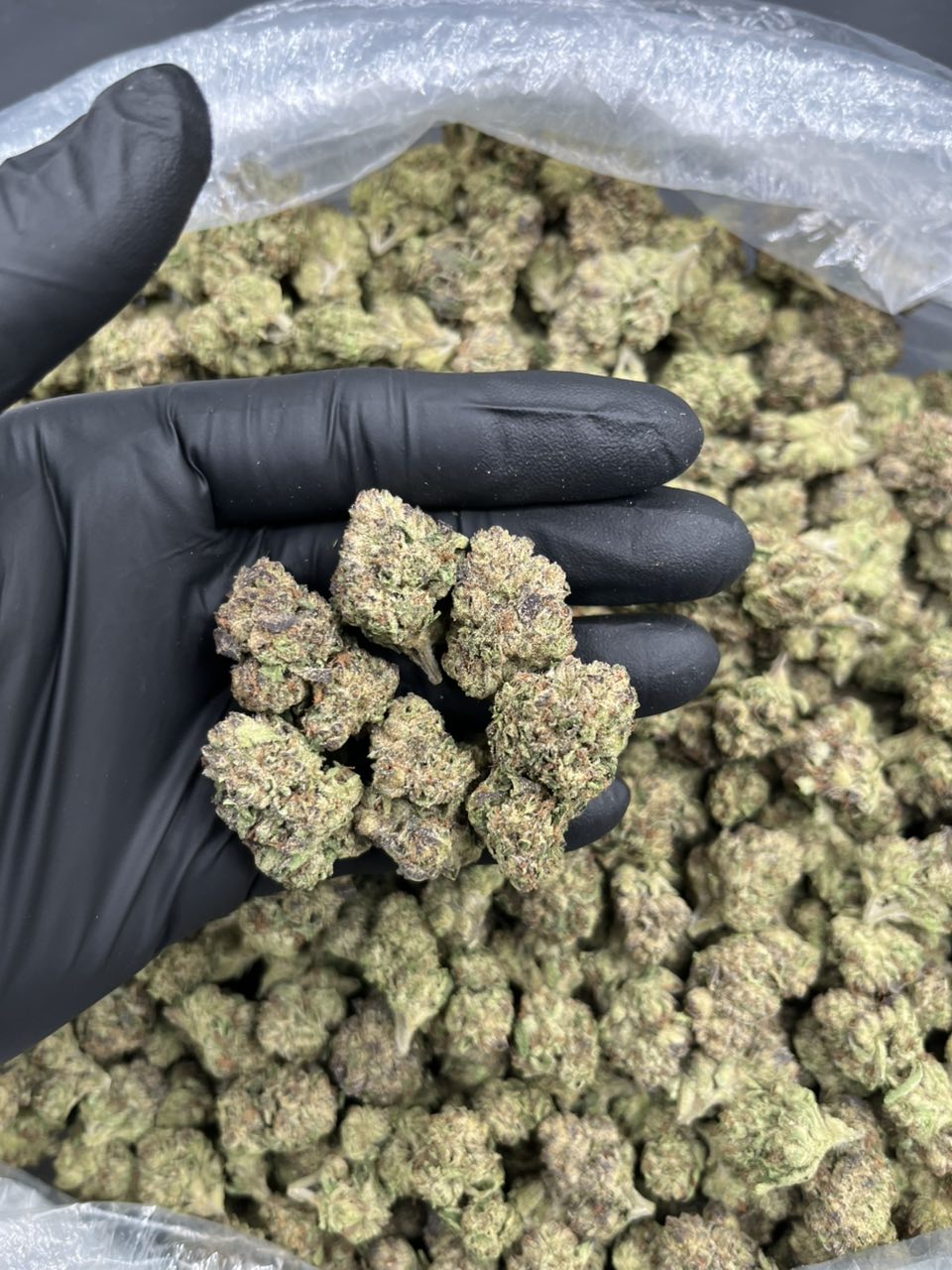 Black Cherry Gelato 🍭  — Indica available in Los Angeles