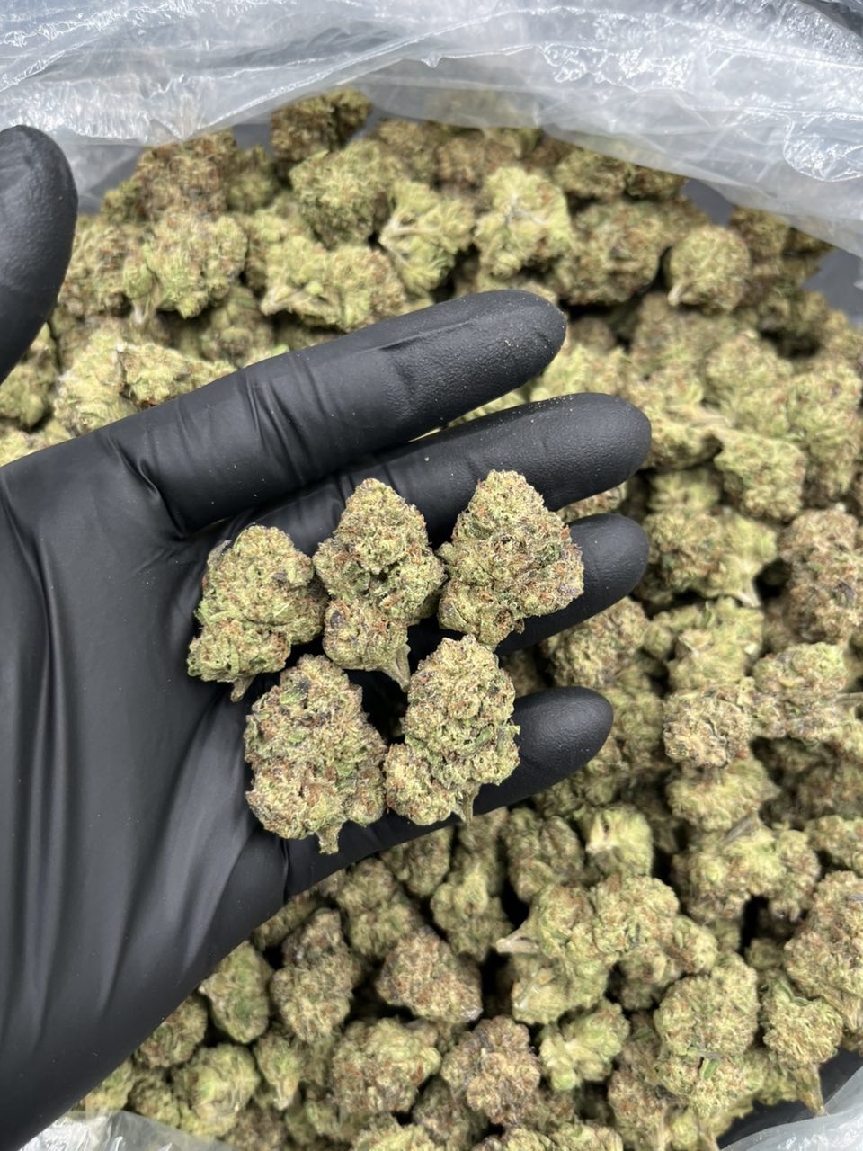 Mix light Super LCG π β Hybrid available in Los Angeles