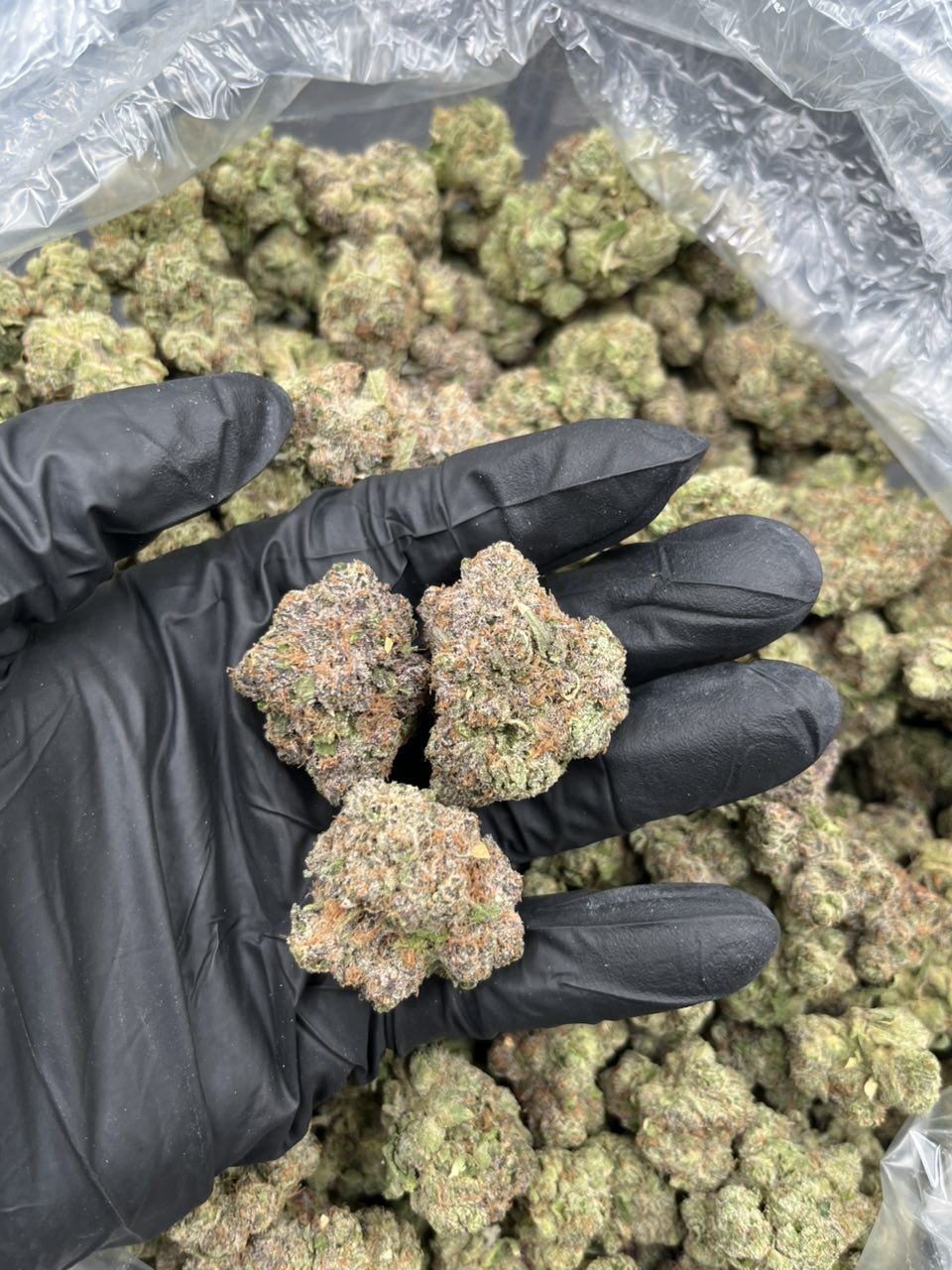 Zooties 🍭  — Indica available in Los Angeles