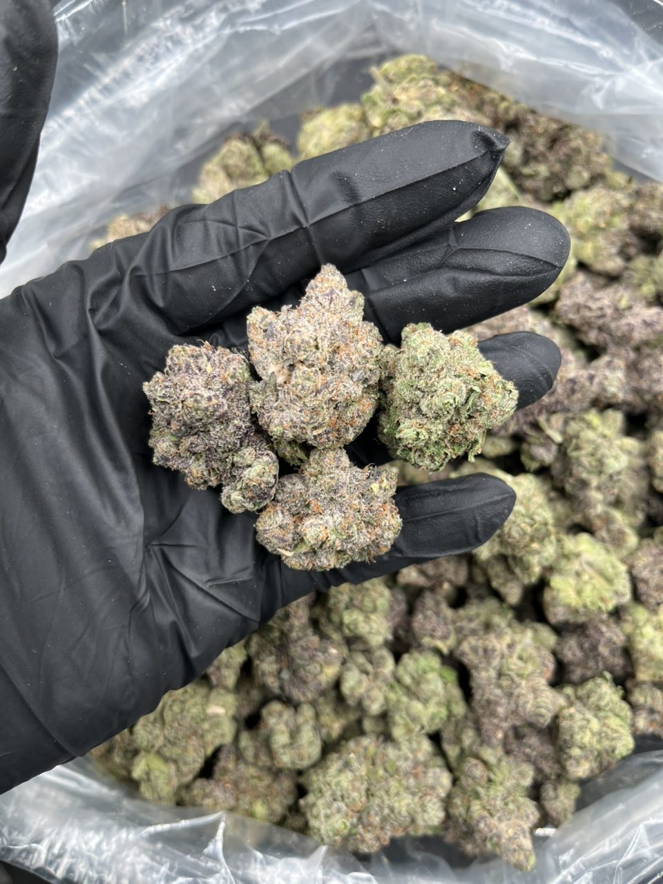 Pink Zushi ๐ฃ โ Indica available in Los Angeles