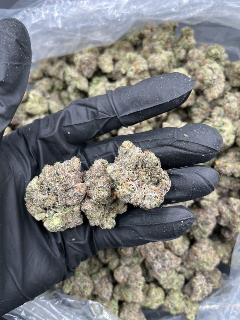 GMT Starbucks — Indica available in Los Angeles