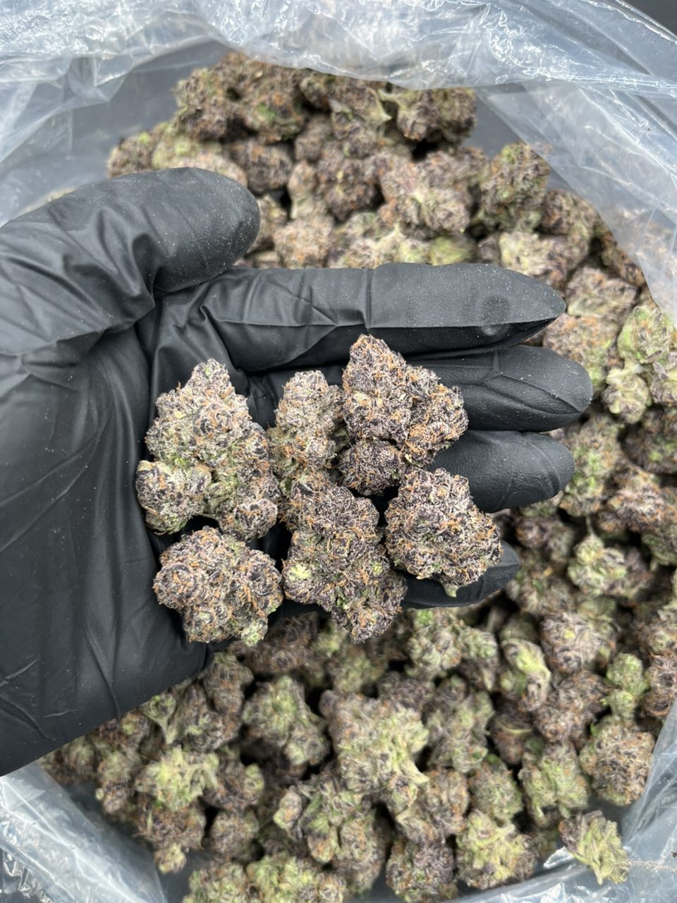 Pink Champagne 🍾 🍭  — Indica available in Los Angeles