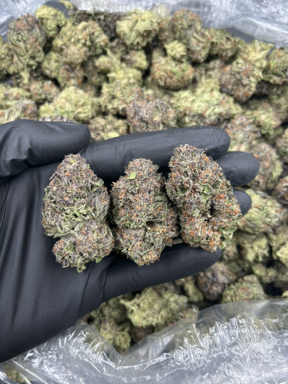 Jealousy Mintz Premium Flower πΏπ₯ β Hybrid available in Los Angeles