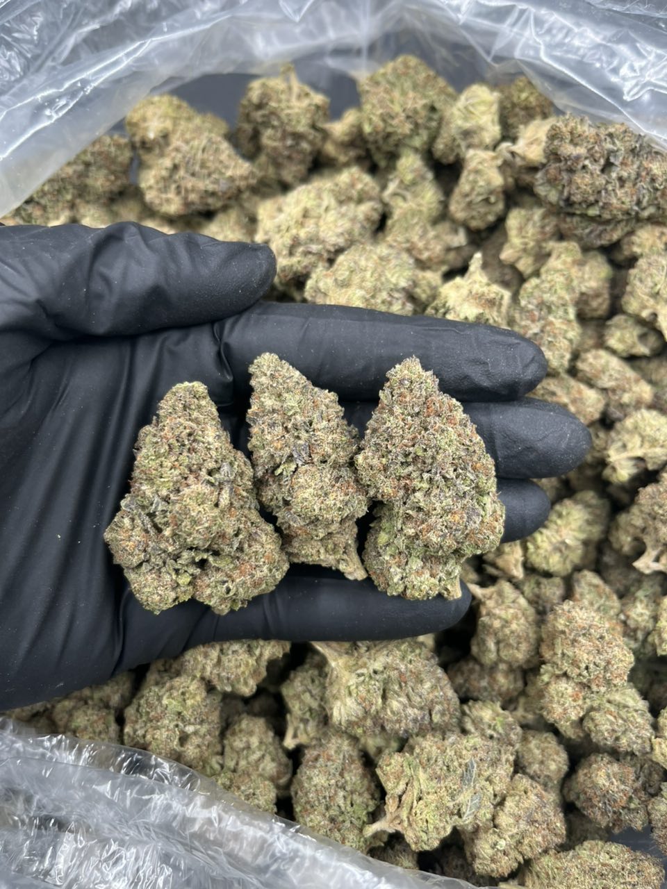 Icy Gelato Premium Flower 🌿❄️ — Hybrid available in Los Angeles